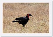 07IntoNgorongoro - 120 * Southern Ground Hornbill.